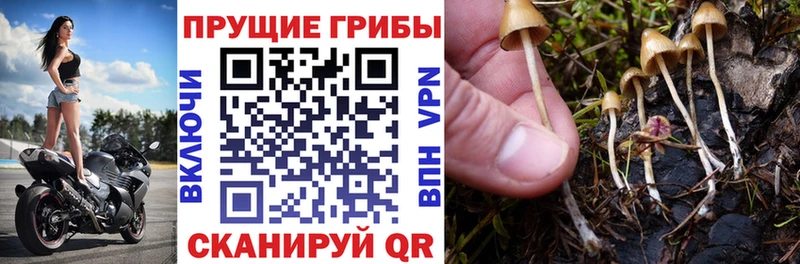 Купить закладки  Кизел  Псилоцибиновые грибы Cubensis 